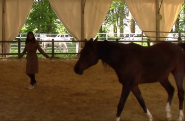 Equicoaching (15)