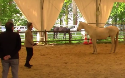 Equicoaching (3)