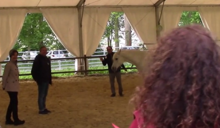 Equicoaching (4)