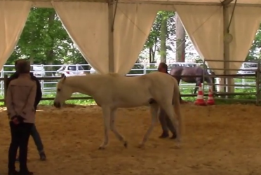 Equicoaching (6)
