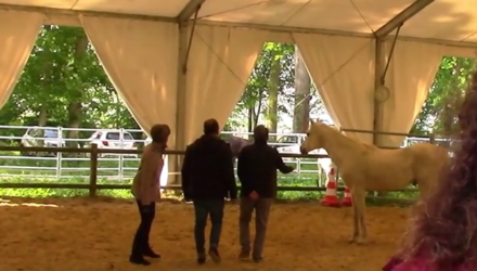 Equicoaching (7)