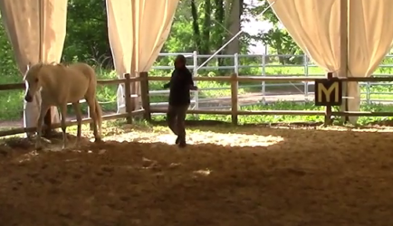 Equicoaching (9)